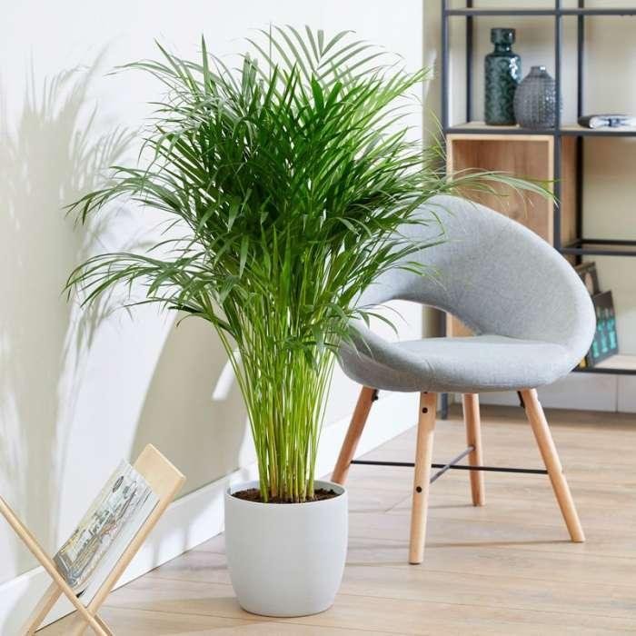 Areca Palm
